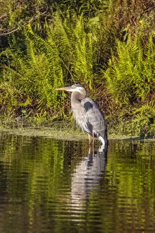 USA, Florida, Celebration. A grey heron enjoying the morning sun