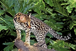 USA, Florida. Close-up of an ocelot cub on tree limb at Big Cat Rescue USA, Florida. Close-up of an ocelot cub on tree limb at Big Cat Rescue