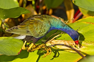 USA, Florida. Close-up of purple gallinule searching for food USA, Florida. Close-up of purple gallinule searching for food