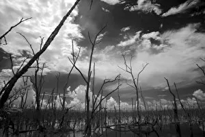 Images Dated 15th July 2002: USA, Florida, dead mangroves