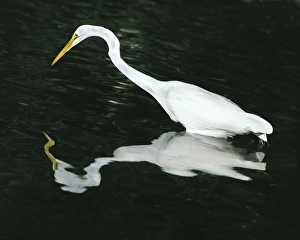 USA, Florida, Ding Darling National Wildlife Refuge USA, Florida, Ding Darling National Wildlife Refuge