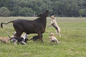 USA, Florida. Dogs trained to herd cattle confront stray cow. Credit as: Joanne Williams USA, Florida. Dogs trained to herd cattle confront stray cow. Credit as: Joanne Williams