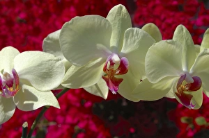 USA; Florida; Edgewater; Edgewater Landing; close-up of white orchid, Thalaenopsis USA; Florida; Edgewater; Edgewater Landing; close-up of white orchid, Thalaenopsis
