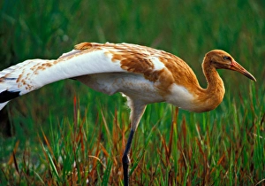 USA, Florida, Endangered Whooping crane fledging stretching wings, Grus americana USA, Florida, Endangered Whooping crane fledging stretching wings, Grus americana