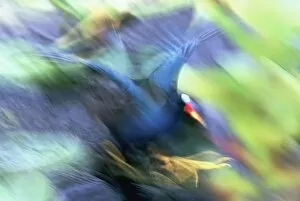 Images Dated 4th June 2008: USA, Florida, Everglades National Park. Abstract of purple gallinule on the Anhinga Trail