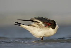 USA, Florida, Fort De Soto Park, Mullet Key. Laughing gull preens in surf. Credit as USA, Florida, Fort De Soto Park, Mullet Key. Laughing gull preens in surf. Credit as