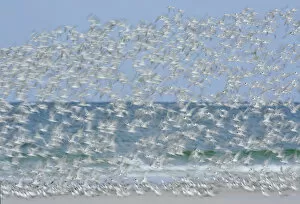 Images Dated 8th October 2005: USA, Florida, Fort De Soto Park, Tierra Verde Key. White blur of terns taking flight