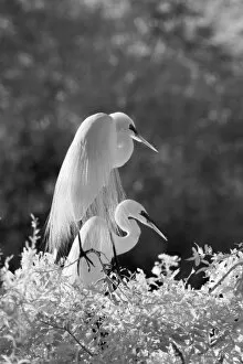 USA, Florida, Great Egret (Ardea alba) infrared image
