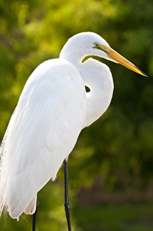 USA, Florida. Great Egret (Ardea alba) Everglades, Florida USA, Florida. Great Egret (Ardea alba) Everglades, Florida