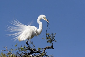USA - Florida - Great Egret in breeding plumage at Alligator Farm rookery in St Augustine USA - Florida - Great Egret in breeding plumage at Alligator Farm rookery in St Augustine