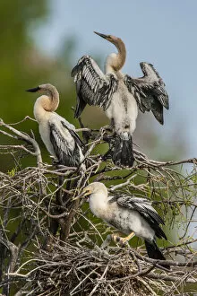Images Dated 25th April 2013: USA, Florida, Green Cay, Wakodahatchee Wetlands. Three anhinga chicks at nest. Credit as