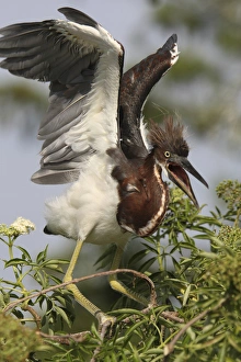 USA, Florida, Kissimmee, Gatorland. Tricolored heron chick with wings raised. Credit as USA, Florida, Kissimmee, Gatorland. Tricolored heron chick with wings raised. Credit as