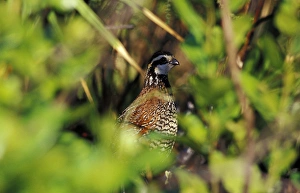 USA, Florida, Lake Kissimmee State Park. Northern Bobwhite in saw palmetto (Colinus USA, Florida, Lake Kissimmee State Park. Northern Bobwhite in saw palmetto (Colinus