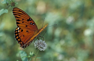 USA, Florida, Lower Suwannee NWR Gulf Fritillary feeding on musky mint USA, Florida, Lower Suwannee NWR Gulf Fritillary feeding on musky mint