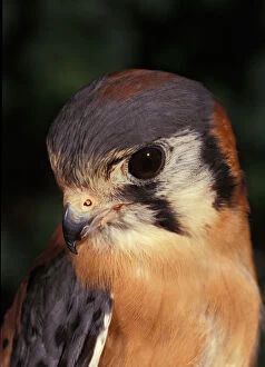 USA, Florida, Male American Kestrel, Falco sparverius, controlled situation