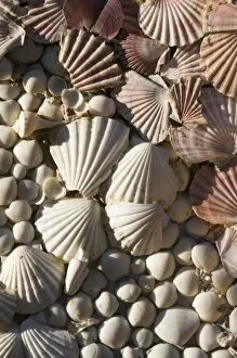 Images Dated 29th December 2006: USA, Florida, Miami Beach: Lincoln Road, Seashell Detail