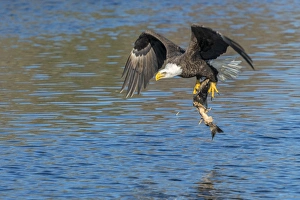 USA, Florida, Orange City, St. John River, eagle catching fish USA, Florida, Orange City, St. John River, eagle catching fish