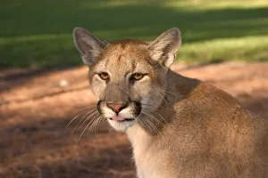 USA, Florida panther (Felis concolor) is also known as puma or cougar. Captive USA, Florida panther (Felis concolor) is also known as puma or cougar. Captive