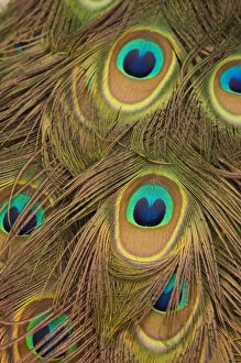 USA; Florida; Pensacola. Close up of peacock feathers USA; Florida; Pensacola. Close up of peacock feathers