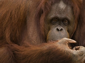 USA; Florida; Pensacola. Female orangutan at zoo USA; Florida; Pensacola. Female orangutan at zoo