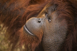 USA; Florida; Pensacola. Male orangutan at zoo USA; Florida; Pensacola. Male orangutan at zoo
