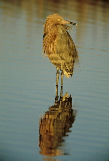 USA, Florida. Reddish egret reflects in water while hunting USA, Florida. Reddish egret reflects in water while hunting
