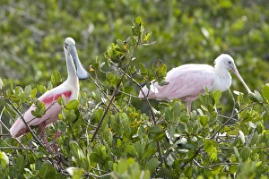 USA - Florida - Roseate Spoonbill at Merritt Island National Wildlife Refuge USA - Florida - Roseate Spoonbill at Merritt Island National Wildlife Refuge