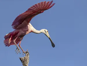 USA, Florida. Roseate spoonbill ready for flight USA, Florida. Roseate spoonbill ready for flight