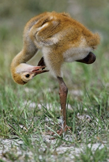 USA, Florida. Sandhill crane chick stands on one leg while preening feathers. Credit as USA, Florida. Sandhill crane chick stands on one leg while preening feathers. Credit as