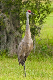 USA, Florida. Sandhill Crane (Grus canadensis) Everglades Florida USA, Florida. Sandhill Crane (Grus canadensis) Everglades Florida