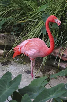 Images Dated 30th March 2007: USA; Florida; Silver Springs Nature Theme Park; pink lamingo