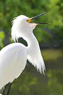 USA, Florida. Snowy Egret (Egretta thula) Everglades, Florida USA, Florida. Snowy Egret (Egretta thula) Everglades, Florida