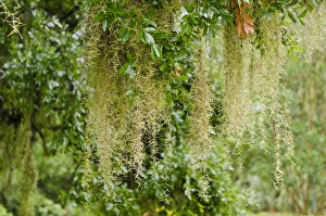 USA, Florida. Spanish moss in Harry P. Leu Gardens Orlando, Florida USA, Florida. Spanish moss in Harry P. Leu Gardens Orlando, Florida