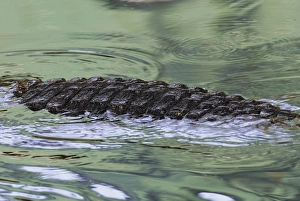 USA, Florida, St. Augustine Alligator Farm. American alligator back in water with green USA, Florida, St. Augustine Alligator Farm. American alligator back in water with green
