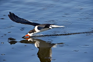 USA, Florida, STA 5 Water Management District, Birds, Black Skimmer, Flying and Skimming USA, Florida, STA 5 Water Management District, Birds, Black Skimmer, Flying and Skimming