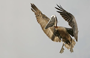 USA, Florida, Tierra Verde, Little Bird Key. Brown pelican flying with nest-building USA, Florida, Tierra Verde, Little Bird Key. Brown pelican flying with nest-building