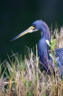 USA, Florida. Tri Color Heron (Egretta tricolor) USA, Florida. Tri Color Heron (Egretta tricolor)