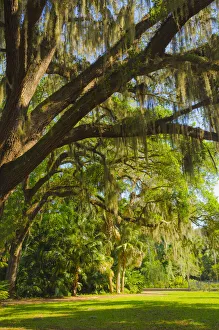 USA, Florida. Tropical garden with palm trees and living oak covered in Spanish moss USA, Florida. Tropical garden with palm trees and living oak covered in Spanish moss
