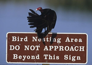 USA, Florida. Turkey vulture preens its feathers on a bird nesting caution sign. Credit as USA, Florida. Turkey vulture preens its feathers on a bird nesting caution sign. Credit as