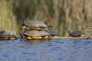 USA - Florida - Turtles lined up at edge of pond, one on top of another USA - Florida - Turtles lined up at edge of pond, one on top of another