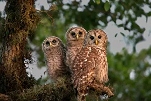 Trio Gallery: USA, Florida, Viera Wetlands. Three barred owls in tree