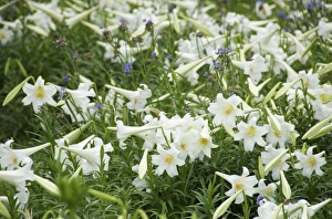 USA, Florida, Volusia, New Smyrna Beach, Easter lilies in bloom USA, Florida, Volusia, New Smyrna Beach, Easter lilies in bloom