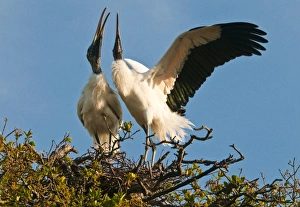 USA, Florida. Wood stork pair on nest in courtship display USA, Florida. Wood stork pair on nest in courtship display