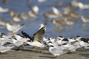 USA, Fort De Soto Park, Pinellas County, St. Petersburg, Florida. A black skimmer preparing to fly USA, Fort De Soto Park, Pinellas County, St. Petersburg, Florida. A black skimmer preparing to fly