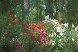 USA, Georgia, Azalea reflection in pond. Credit as: Nancy Rotenberg / Jaynes Gallery / DanitaDelimont USA, Georgia, Azalea reflection in pond. Credit as: Nancy Rotenberg / Jaynes Gallery / DanitaDelimont