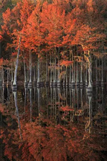 USA, Georgia, Cypress trees with reflections in morning light USA, Georgia, Cypress trees with reflections in morning light