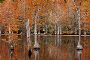 USA, Georgia. Cypress trees with wood duck box in the fall at George Smith State Park USA, Georgia. Cypress trees with wood duck box in the fall at George Smith State Park