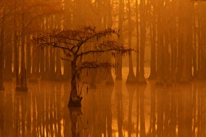 USA; Georgia; Fall cypress trees in the fog at George Smith State Park USA; Georgia; Fall cypress trees in the fog at George Smith State Park