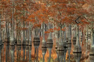 Images Dated 16th November 2014: USA; Georgia; Fall cypress trees at George Smith State Park