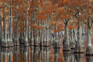 USA; Georgia; Fall cypress trees at George Smith State Park USA; Georgia; Fall cypress trees at George Smith State Park